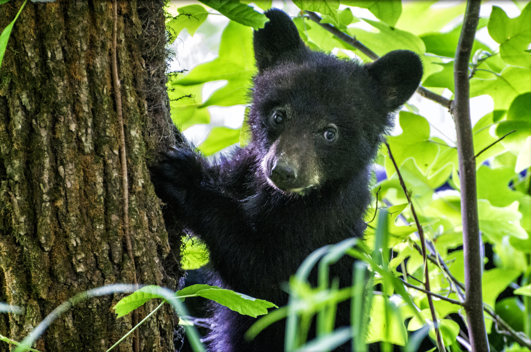 Bear Cub Climbing Tree